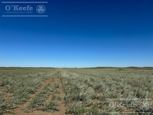Campo De Cría/recría 74.000 Has. Para 8800 Madres, Armado En Mendoza