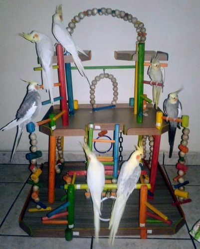 Imagem 3 de 3 de Playground - Pássaros - Calopsitas - Brinquedos - Casinha
