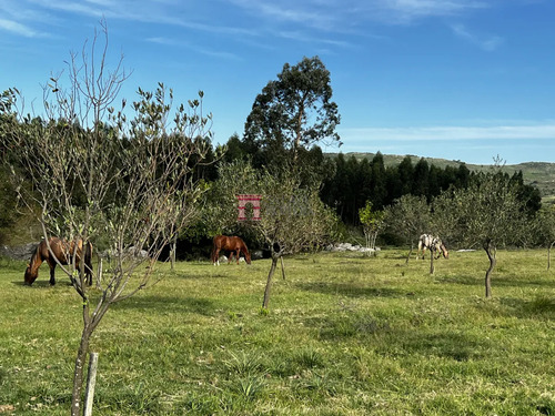 Chacra Con Plantacion De Olivos En Las Cañas