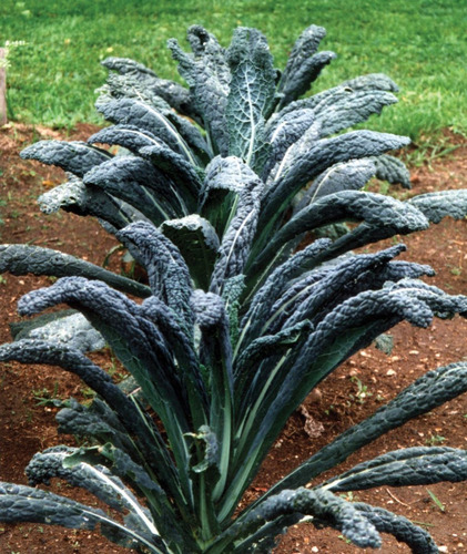 120 Sementes De Couve Nero Di Toscana Kale Cavolo Negra
