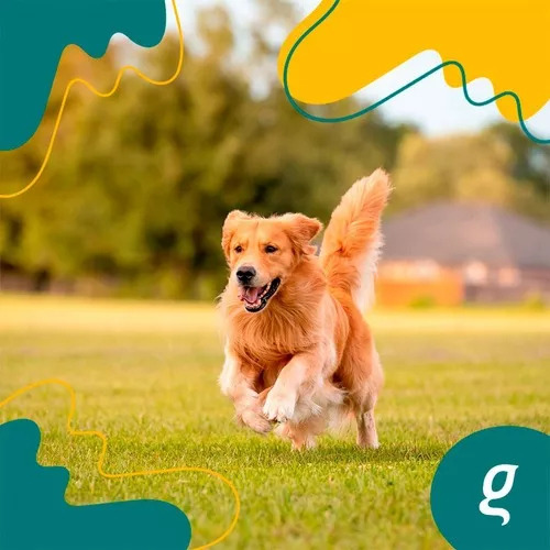 Omega 3 Dog 1000mg C/90 Cápsulas 90g - Organnact
