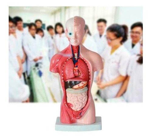 Imagen 4 de 8 de Cuerpo Humano Anatómico Médico / Órganos Internos / 28 Cm