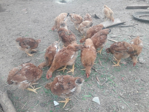 Imagem 1 de 3 de Pintos E Galinhas
