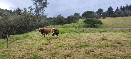 Lote En Venta En El Rodeo. Cod V16825