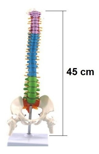 Coluna Vertebral Esqueleto - Anatomia Humana - 45cm Colorida