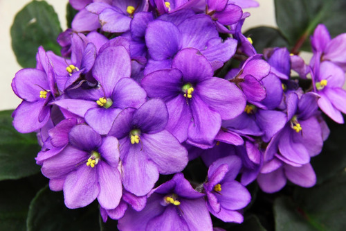 Fertilizante Violetas Forth - 60ml - Floração E Coloração