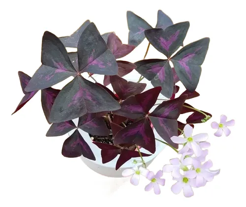 Oxalis Mariposa Trébol Morado