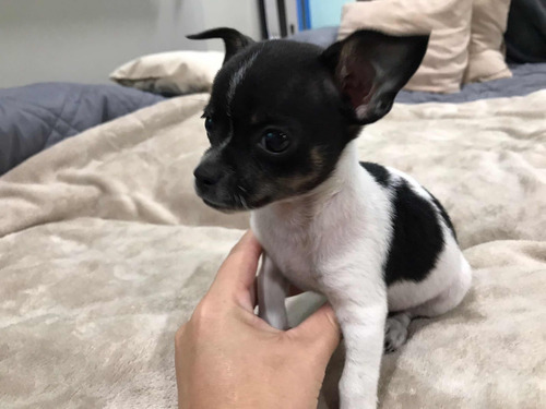 Imagen 2 de 4 de Cachorro Chihuahua Macho Guayaquil