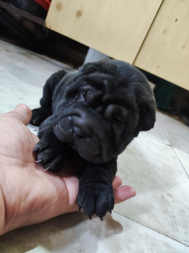 Cachorros Sharpei