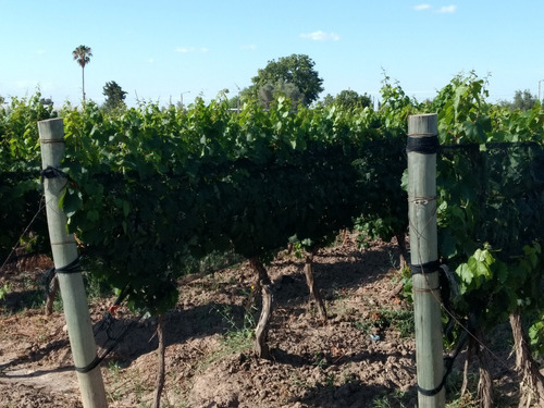 Imagen 8 de 13 de 3,9 Has En Excelente Estado. Maipú, Mendoza