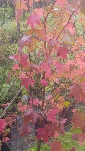 Árbol De Liquidambar - Cons/envios
