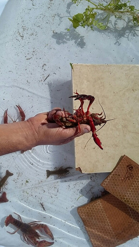 Langostino Rojo 8 Hembras Preñadas Y 2 Machos Con Envío (Usado)