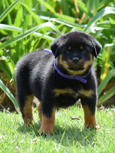 Cachorra Rottweiler Hembra Con Pedigri 