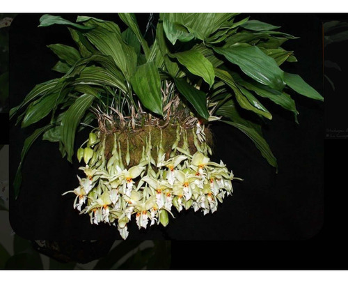 Orquidea Stanhopea Plantasgrandes Y Bellas, No Divisiones!!!
