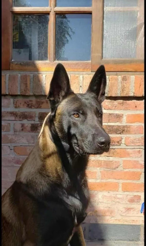 Servicio De Monta Pastor Belga Malinois
