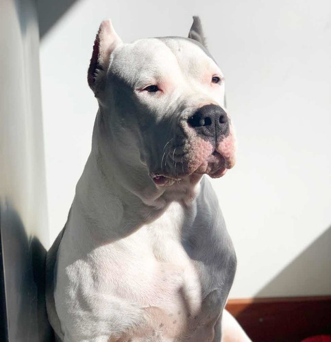 Pré Venda Filhote De Dogo Argentino Com Pedigree