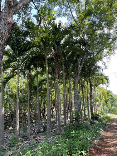 Venta De Finca De 103 Hectáreas A 24 Km De Mérida