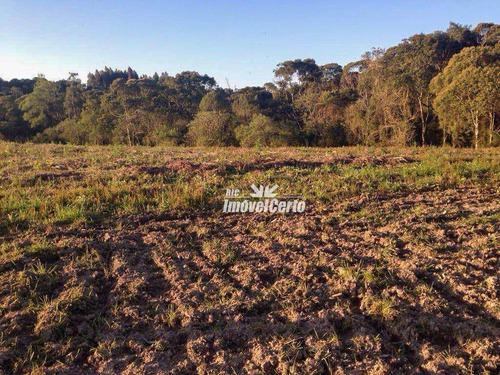Imagem 1 de 16 de Chácara À Venda, 20000 M² Por R$ 450.000,00 - Areia Branca Dos Assis - Mandirituba/pr - Ch0012