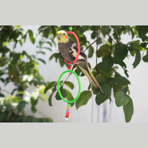 Brinquedo Calopsita Argola Dupla Acessórios Para Gaiola