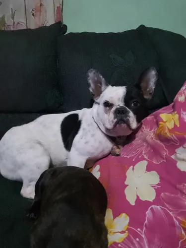 Bulldog Francés Disponible Para Monta