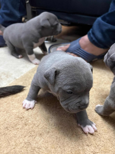 Cachorros American Bully