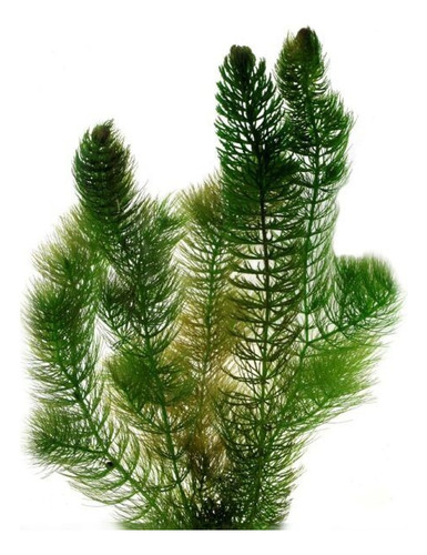 Paquete 3 Plantas Acuáticas Y 1 Musgo Varias Especies