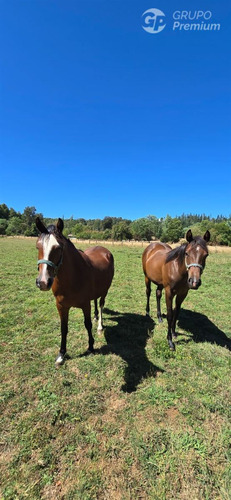 Parcela De 5000mts2 En Venta En Sector Los Junquillos