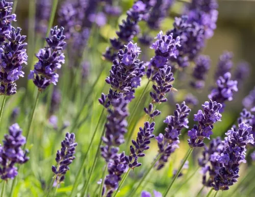 50 Semillas Lavanda Angustifolia Flores Melífera En Jardín