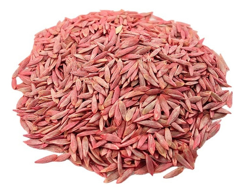 Lechuga Francesa. Cultivo Agrícola