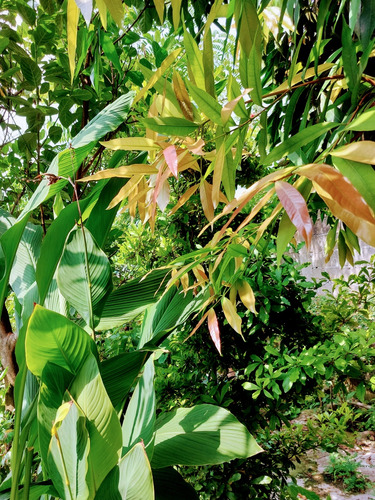 Zyzygium 100 Hojas Fresca Diabetes Hígado Riñón Envío Gratis