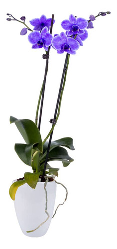 Living Purple Orchid Plant  Flores De 5 Pulgadas  Decoraci