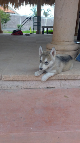 Cachorros Husky Siberianos