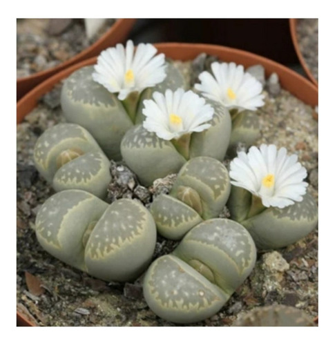 Semillas De Suculenta Lithops Marmorata Frame Planta Piedra