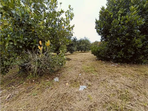 Se Venden Lotes En Quimbaya - Quindío