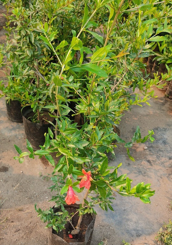 Granado Wonderful Rojo Árbol Frutal