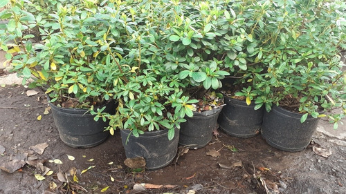 Azalea Azalea Japonica, Azalea Indica, Azalea Hybrida 5lts