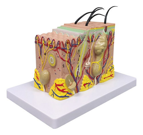 Modelo De Anatomía De Piel 35 Veces Agrandado