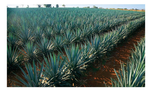 Paquete De 3 Licor De Agave Rancho Escondido Mango Pican 750