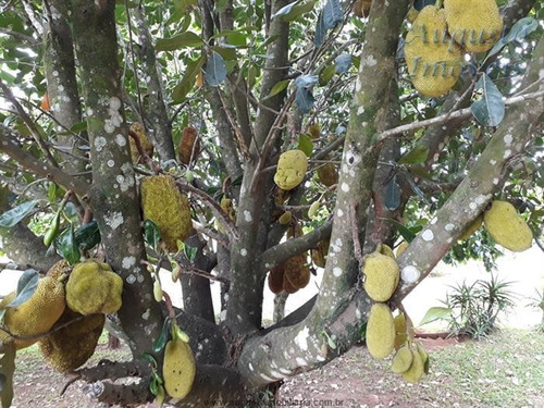 Imagem 17 de 29 de Chácaras À Venda Em Jarinú/sp - Compre O Seu Chácaras Aqui! - 1395119