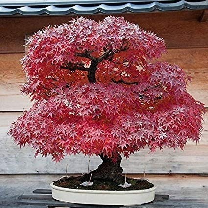 40 Sementes Bonsai Acer Palmatum Vermelho Árvore P/ Mudas