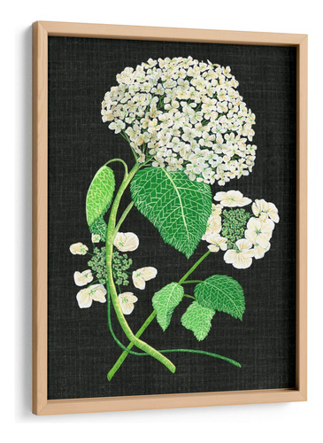 Cuadro Enmarcado Pino Estudio De Hydrangea Blanco Ii 45x60