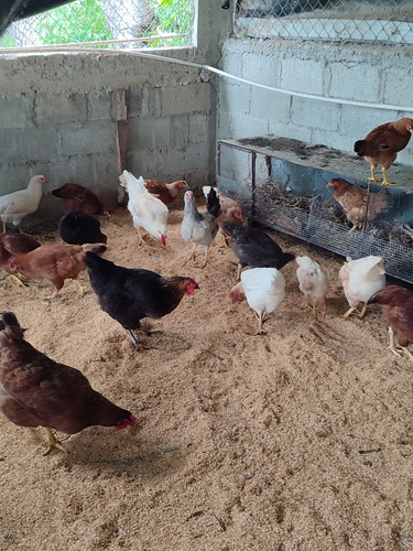 Gallinas Ponedoras