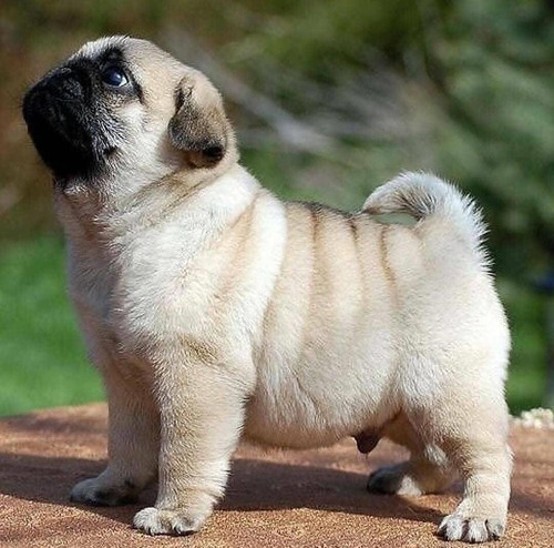 Pug 