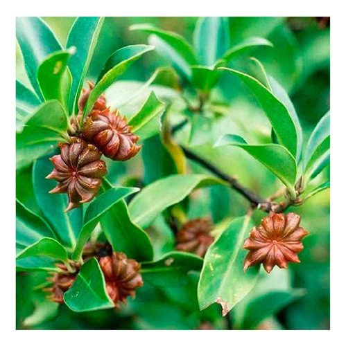 Kit 4 Pct Chá De Anis Estrelado-illicium Verum Hooker-100g