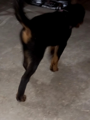 Imagem 2 de 3 de Filhote De Rottweiler
