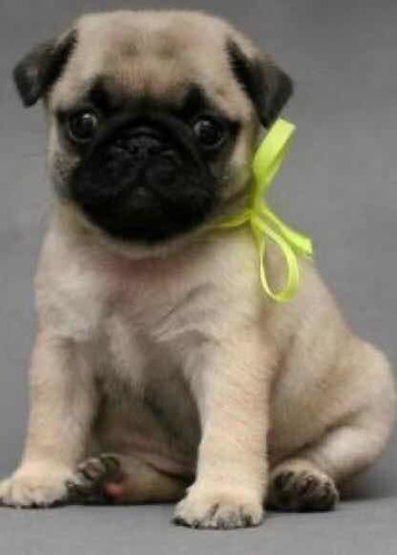 Imagem 3 de 5 de Filhote Pug