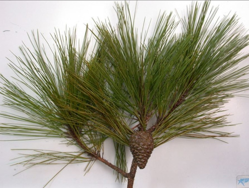 Semillas De Árbol Pino Ocote Moctezuma (10 Sem)