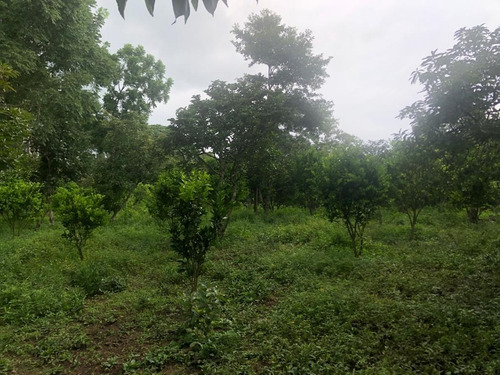 Vendo Finca Agricola En Carazo Nicaragua