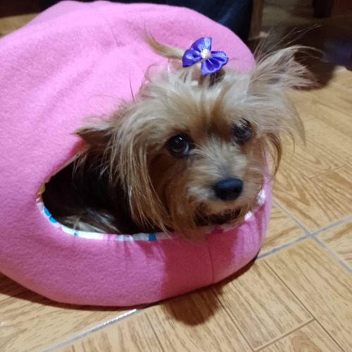 Casita IglĂș P/ Gatos,chihuahuas,yorkshires,pincher,etc