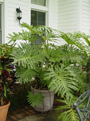 100 Sementes Philodendron Bipinnatifidum - Guaimbé - Guaimbê